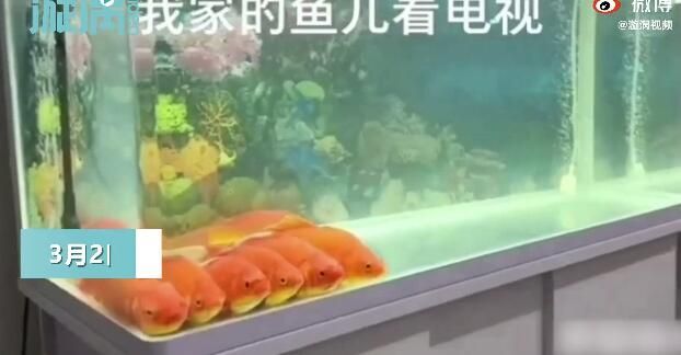 西安魚缸定制祥龍魚場在哪（祥龍魚場在西安提供魚缸定制服務）