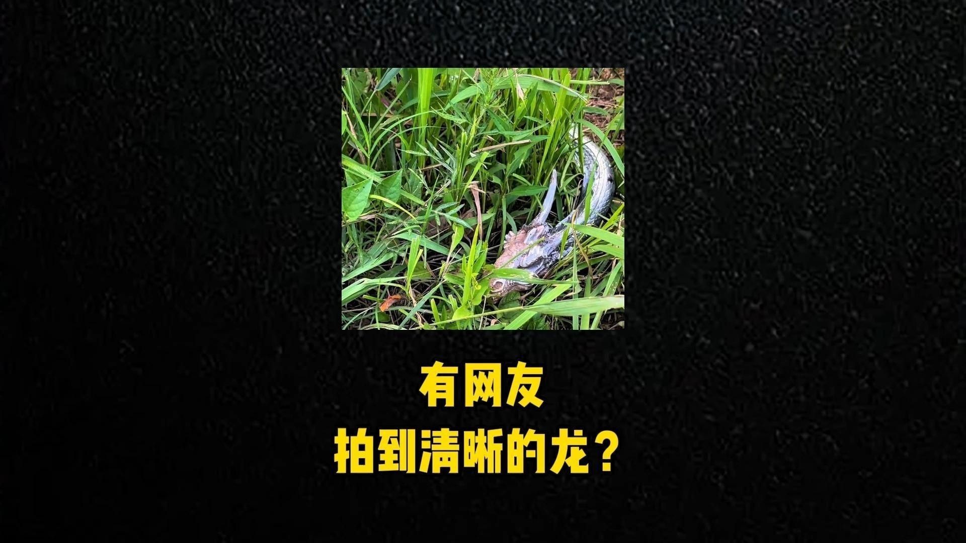如何辨別龍擺件的真偽？