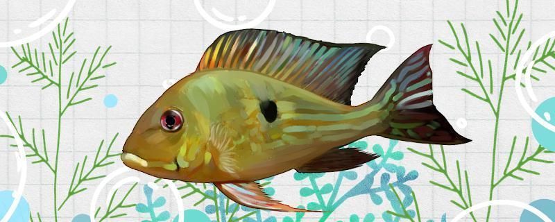 龍魚和關刀好養？