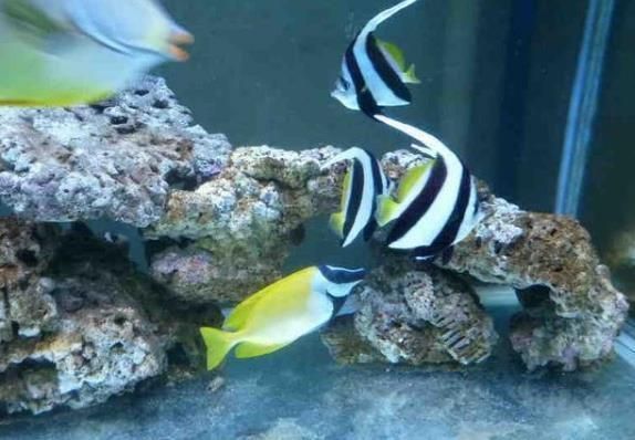 龍魚和關刀好養？