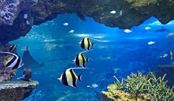 龍魚和關刀好養？
