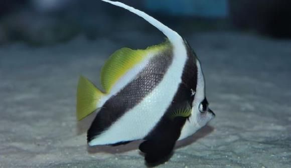 龍魚和關刀好養？