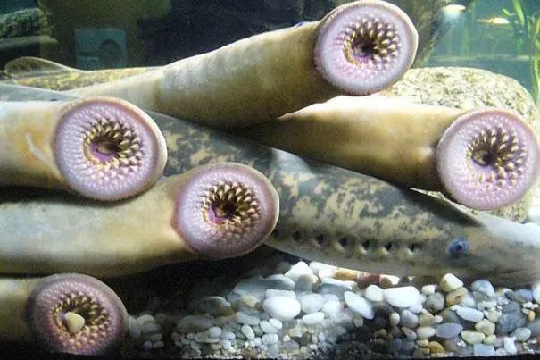 七條龍魚一起烹飪會有什么風險？ 七條龍魚一起烹飪會有什么風險？ 龍魚百科 第10張