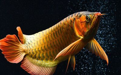 龍魚身體彎曲頭朝下：龍魚身體彎曲頭朝下怎么辦 龍魚身體彎曲頭朝下：龍魚身體彎曲頭朝下怎么辦 龍魚百科 第1張