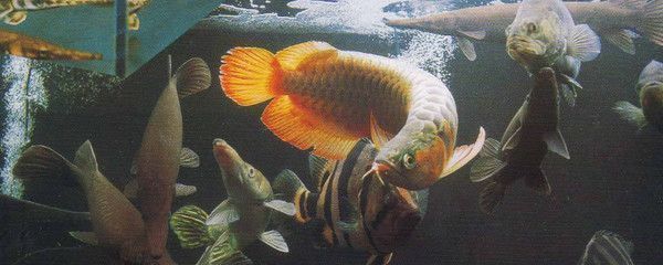 龍魚常見病毒和細(xì)菌的區(qū)別在哪兒：龍魚常見病毒和細(xì)菌的區(qū)別 龍魚常見病毒和細(xì)菌的區(qū)別在哪兒：龍魚常見病毒和細(xì)菌的區(qū)別 龍魚百科