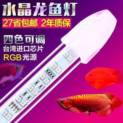 金龍魚(yú)需要什么燈：金龍魚(yú)飼養(yǎng)需要考慮燈光的選擇和使用，適當(dāng)?shù)臒艄獠粌H可以增強(qiáng)觀賞性