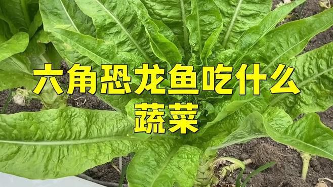 六角恐龍魚可以吃什么蔬菜