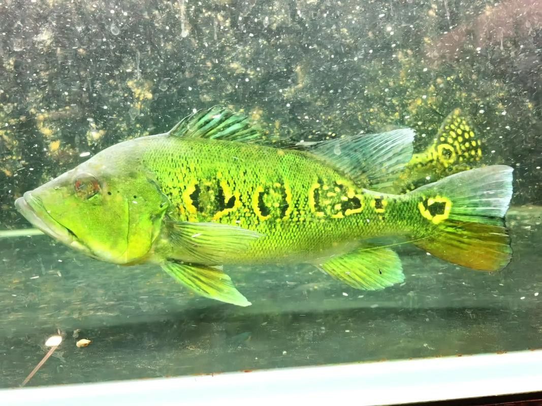藍帆眼斑可以和龍魚混養嗎圖片 藍帆眼斑可以和龍魚混養嗎圖片 龍魚百科 第2張