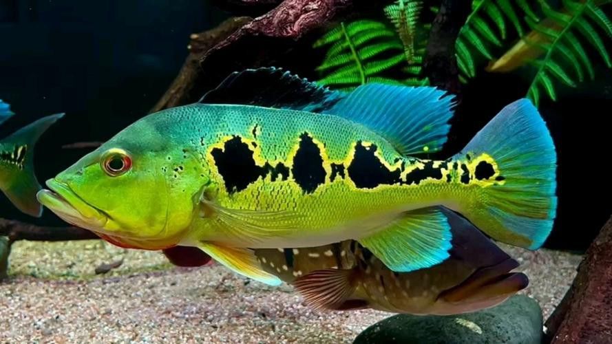 藍帆眼斑可以和龍魚混養嗎圖片 藍帆眼斑可以和龍魚混養嗎圖片 龍魚百科 第3張