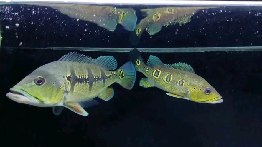藍帆眼斑可以和龍魚混養嗎圖片 藍帆眼斑可以和龍魚混養嗎圖片 龍魚百科 第4張
