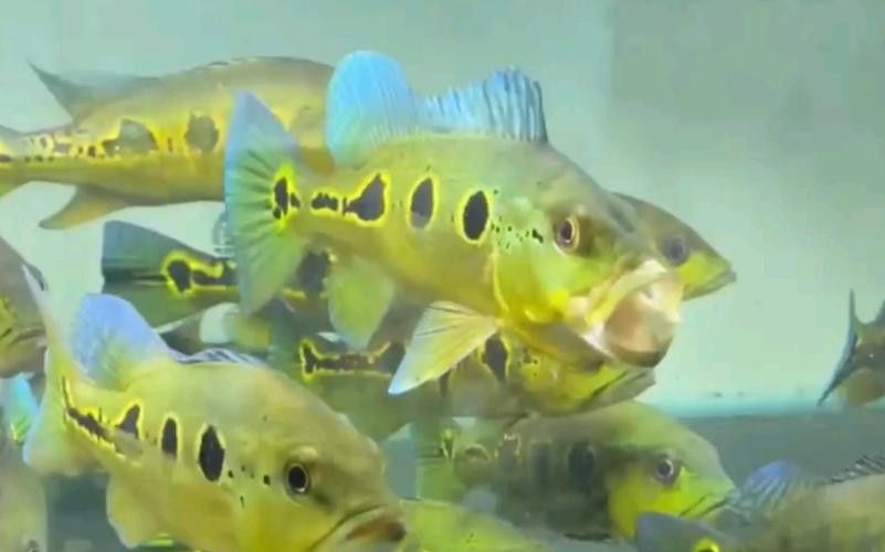 藍帆眼斑可以和龍魚混養嗎圖片 藍帆眼斑可以和龍魚混養嗎圖片 龍魚百科 第10張