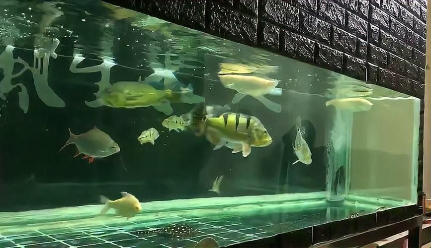 藍帆眼斑可以和龍魚混養嗎圖片 藍帆眼斑可以和龍魚混養嗎圖片 龍魚百科 第9張