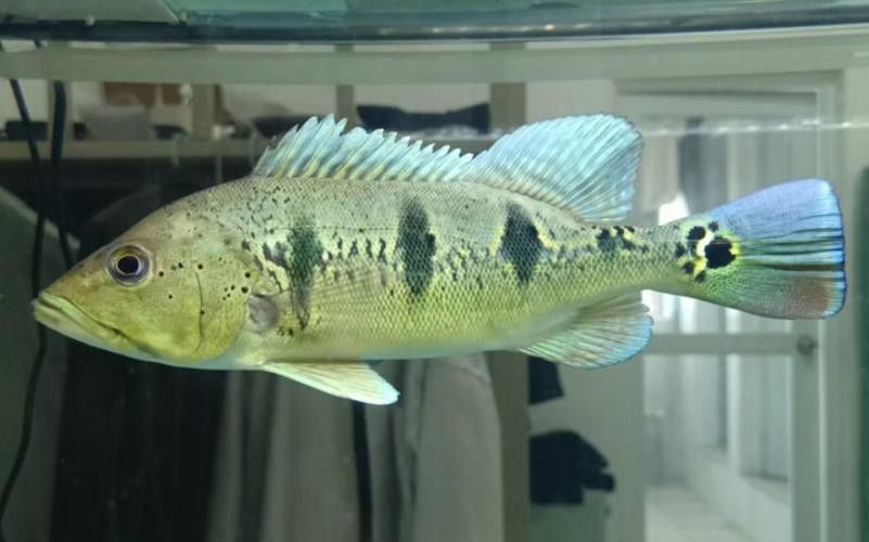 藍帆眼斑可以和龍魚混養嗎圖片 藍帆眼斑可以和龍魚混養嗎圖片 龍魚百科 第8張