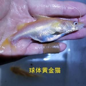 藍帆眼斑可以和龍魚混養嗎圖片 藍帆眼斑可以和龍魚混養嗎圖片 龍魚百科 第14張