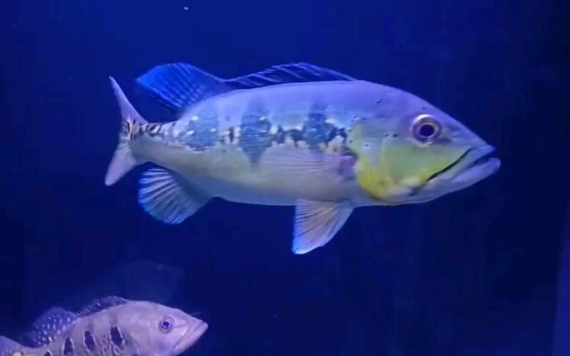 藍帆眼斑可以和龍魚混養嗎圖片 藍帆眼斑可以和龍魚混養嗎圖片 龍魚百科 第13張