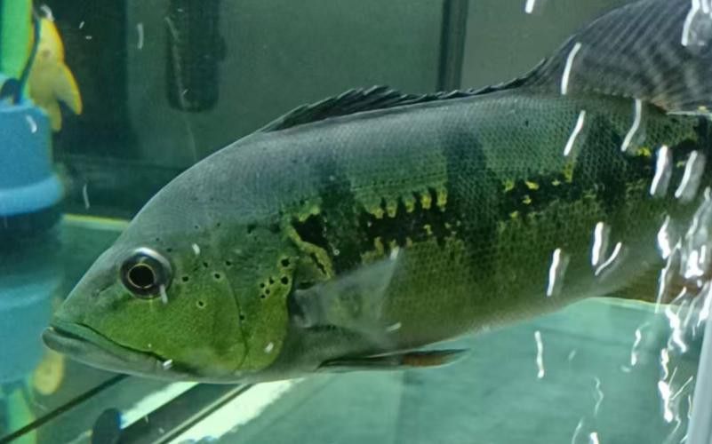 藍帆眼斑可以和龍魚混養嗎圖片 藍帆眼斑可以和龍魚混養嗎圖片 龍魚百科 第19張