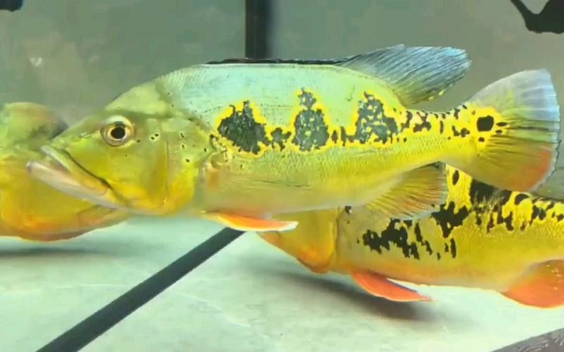 藍帆眼斑可以和龍魚混養嗎圖片 藍帆眼斑可以和龍魚混養嗎圖片 龍魚百科 第17張