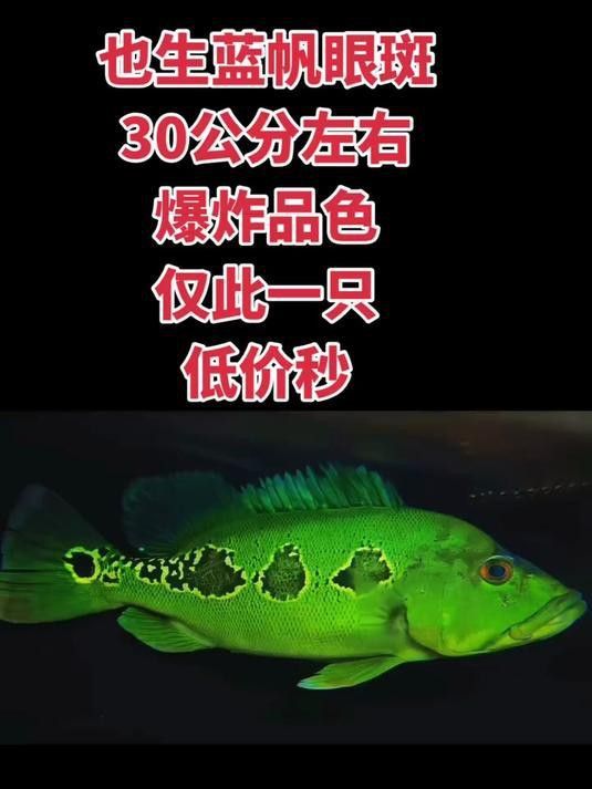 藍帆眼斑可以和龍魚混養嗎圖片 藍帆眼斑可以和龍魚混養嗎圖片 龍魚百科 第24張