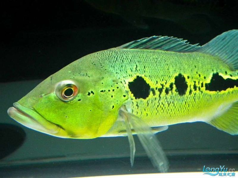 藍帆眼斑可以和龍魚混養嗎圖片 藍帆眼斑可以和龍魚混養嗎圖片 龍魚百科 第23張