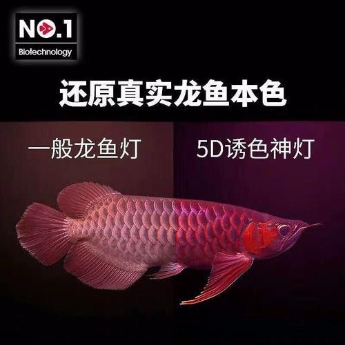 紅龍魚燈光位置示意圖片 龍魚百科 第2張 紅龍魚燈光位置示意圖片 紅龍魚燈光位置示意圖片 龍魚百科 第2張