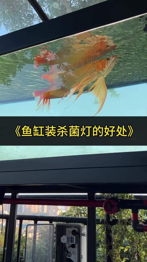 紅龍魚燈光位置示意圖片 龍魚百科 第6張 紅龍魚燈光位置示意圖片 紅龍魚燈光位置示意圖片 龍魚百科 第6張