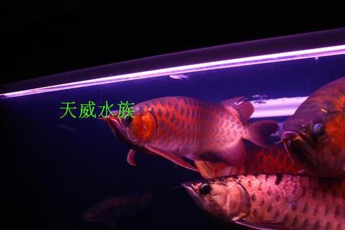 紅龍魚燈光位置示意圖片 龍魚百科 第17張 紅龍魚燈光位置示意圖片 紅龍魚燈光位置示意圖片 龍魚百科 第17張