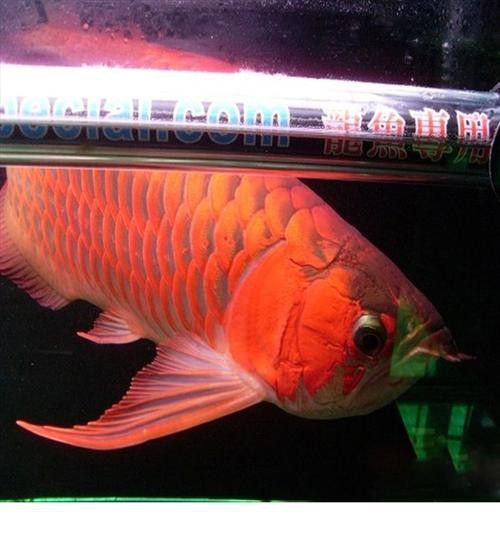 紅龍魚燈光位置示意圖片 龍魚百科 第19張 紅龍魚燈光位置示意圖片 紅龍魚燈光位置示意圖片 龍魚百科 第19張