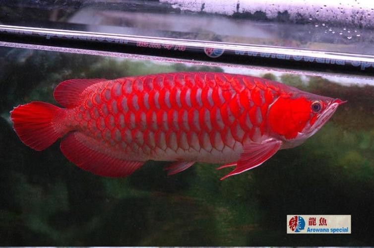 紅龍魚燈光位置示意圖片 龍魚百科 第22張 紅龍魚燈光位置示意圖片 紅龍魚燈光位置示意圖片 龍魚百科 第22張