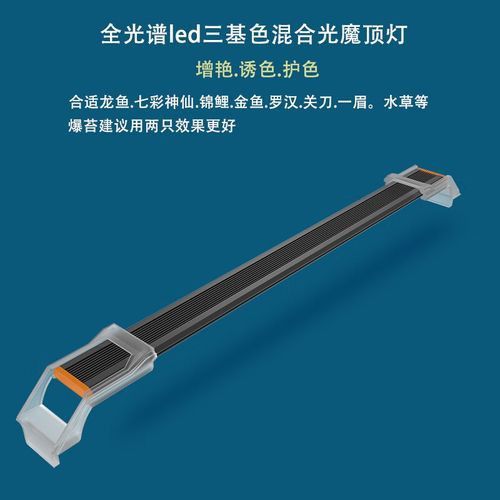 紅龍魚燈光位置示意圖片 龍魚百科 第35張 紅龍魚燈光位置示意圖片 紅龍魚燈光位置示意圖片 龍魚百科 第35張