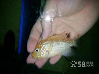 2021水族展會祥龍魚場展位：2024水族展祥龍魚場，探索龍魚之美與行業新趨勢