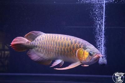 龍魚浮起來了怎么辦視頻：如何解決龍魚浮起來的問題
