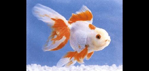 龍魚痘瘡病概述（關于龍魚痘瘡病的一些詳細信息）