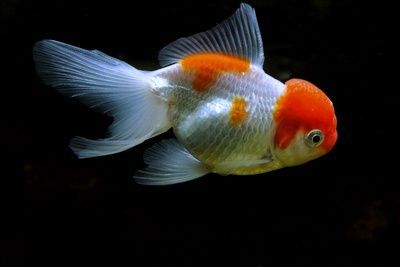 龍魚痘瘡病概述（關于龍魚痘瘡病的一些詳細信息）