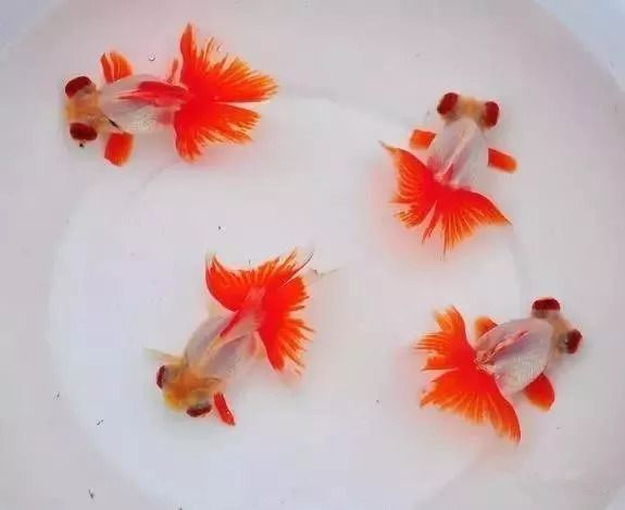 龍魚痘瘡病概述（關于龍魚痘瘡病的一些詳細信息）