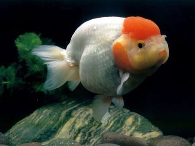 龍魚痘瘡病概述（關于龍魚痘瘡病的一些詳細信息）