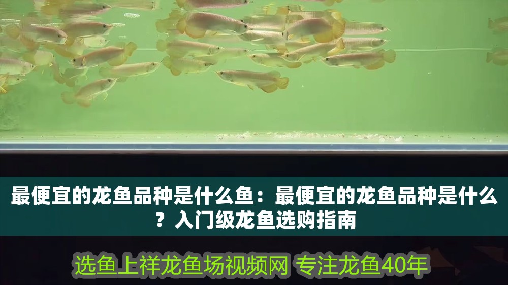 最便宜的龍魚品種是什么魚：最便宜的龍魚品種是什么？入門級龍魚選購指南