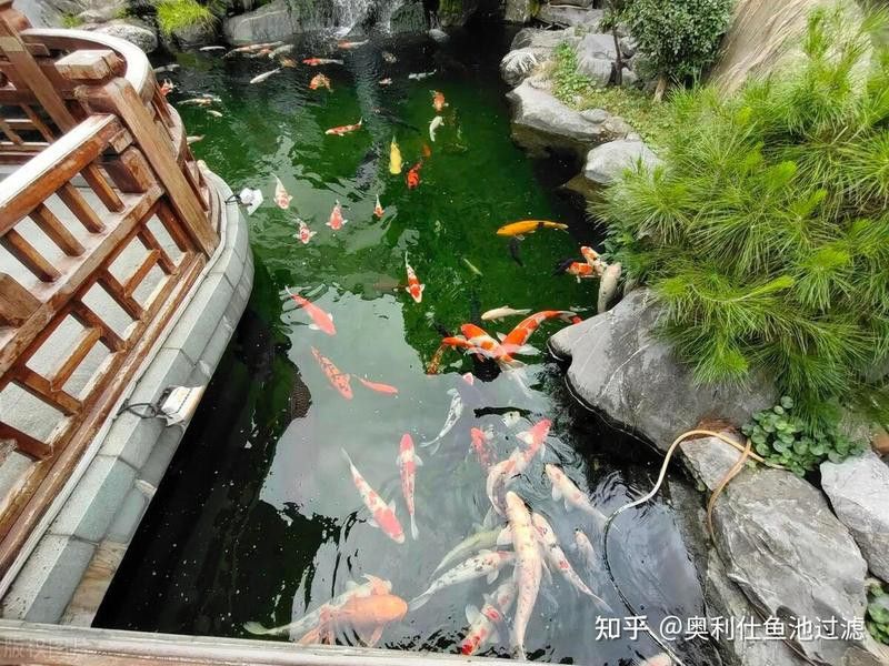 如何為龍魚提供穩定的水溫環境？ 如何為龍魚提供穩定的水溫環境？ 龍魚百科 第4張