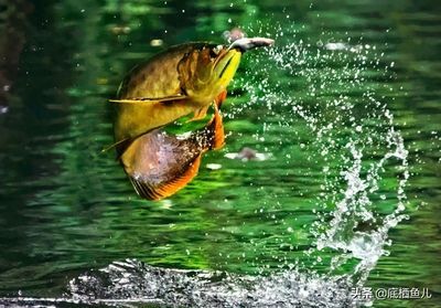 龍魚掉在地上是否會死亡（龍魚掉在地上會有什么危險？）