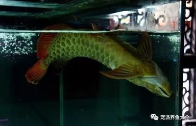 龍魚一周不喂行不行：龍魚一周不喂食可行嗎
