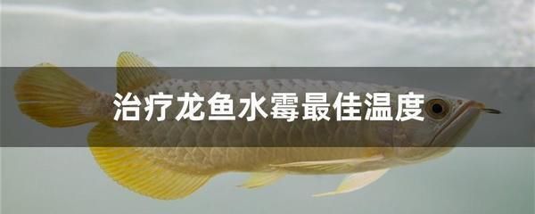 龍魚專用藥什么品牌好用又實惠：龍魚專用藥品牌選擇 龍魚專用藥什么品牌好用又實惠：龍魚專用藥品牌選擇 龍魚百科 第5張