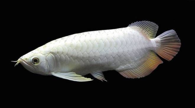 黑龍魚好吃嗎怎么養活：飼養黑龍魚需要注意哪些方面 黑龍魚好吃嗎怎么養活：飼養黑龍魚需要注意哪些方面 龍魚百科 第1張