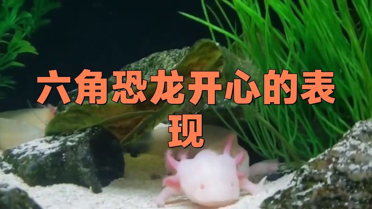 六角恐龍會認主人嗎 六角恐龍會認主人嗎 龍魚百科 第11張