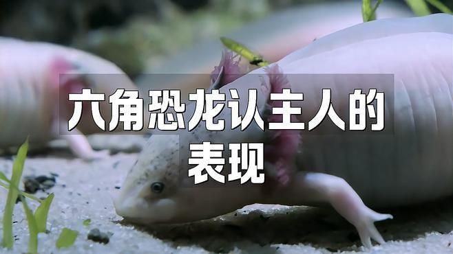 六角恐龍會認主人嗎 六角恐龍會認主人嗎 龍魚百科 第13張