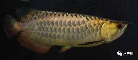 龍魚 品相：龍魚論壇(龍魚論壇及官網龍魚論壇及官網介紹