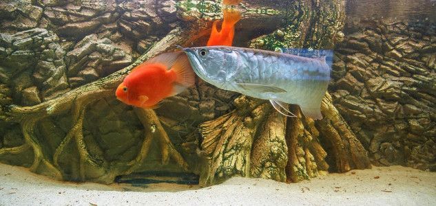 龍魚 品相：龍魚論壇(龍魚論壇及官網龍魚論壇及官網介紹