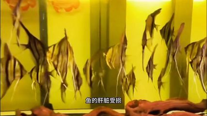 甲硝銼對龍魚的作用:甲硝銼對龍魚的作用及其影響 龍魚百科 第5張 甲硝銼對龍魚的作用:甲硝銼對龍魚的作用及其影響 甲硝銼對龍魚的作用:甲硝銼對龍魚的作用及其影響 龍魚百科 第5張