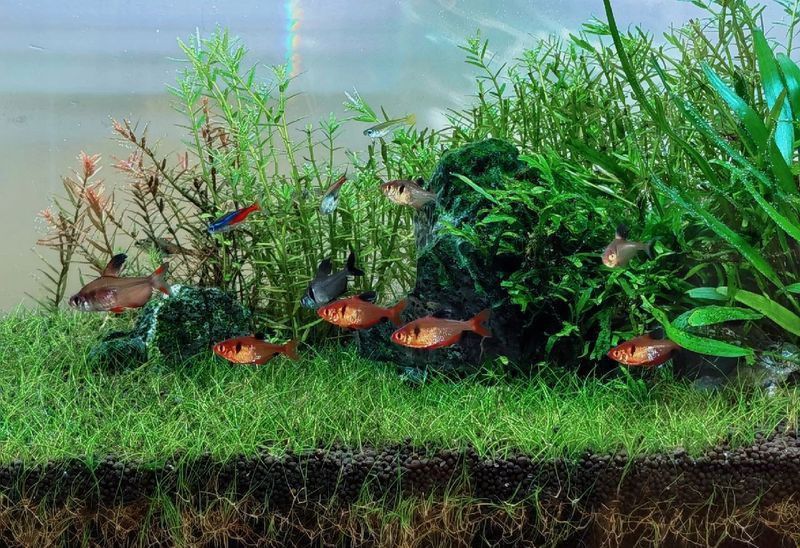 玫瑰銀板魚最忌三種魚