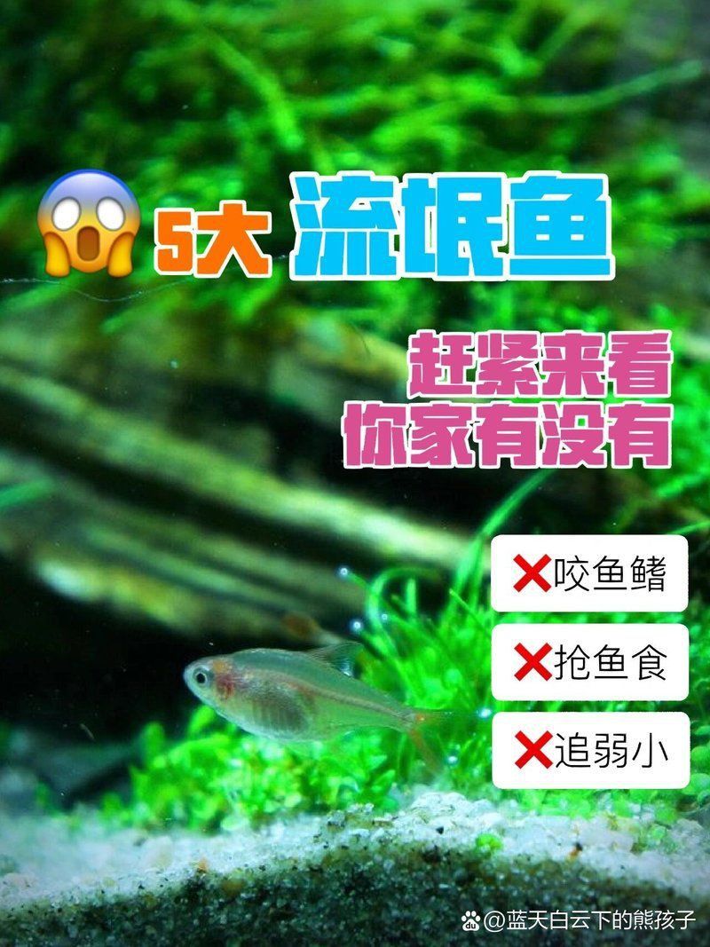 玫瑰銀板魚最忌三種魚