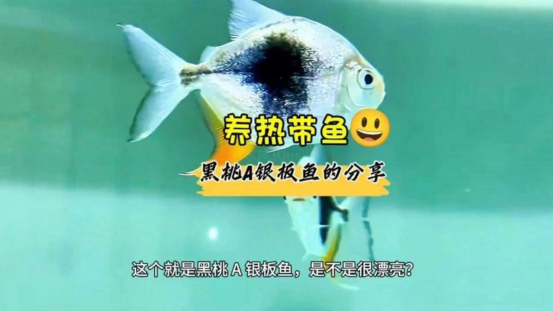 玫瑰銀板魚(yú)最忌三種魚(yú)