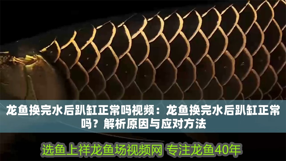 龍魚換完水后趴缸正常嗎視頻：龍魚換完水后趴缸正常嗎？解析原因與應(yīng)對方法